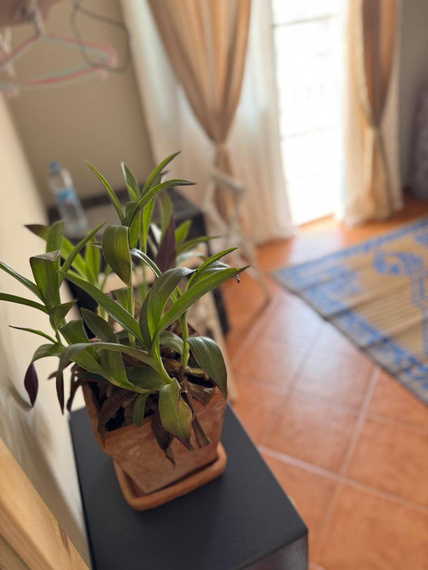 B&B Mi Ma Bo, Sal Rei, Boa Vista, Cape Verde, Free Wi-Fi 외부 사진